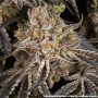 Семена конопли Rainbow Sherbet от Barney's Farm