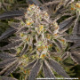 Семена конопли Rainbow Sherbet от Barney's Farm