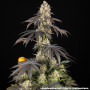 Семена конопли Rainbow Sherbet от Barney's Farm