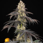 Семена конопли Rainbow Sherbet от Barney's Farm