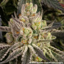 Семена конопли Rainbow Sherbet от Barney's Farm