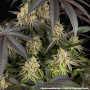 Семена конопли Rainbow Sherbet от Barney's Farm