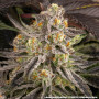 Семена конопли Rainbow Sherbet от Barney's Farm
