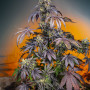 Cannabis seeds RED GORILLA GIRL XL AUTO® from Sweet Seeds