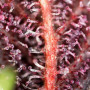 Cannabis seeds RED HOT COOKIES® from Sweet Seeds