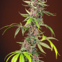 Cannabis seeds RED MANDARINE F1 FAST VERSION® from Sweet Seeds