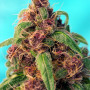Cannabis seeds RED MANDARINE F1 FAST VERSION® from Sweet Seeds