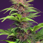 Cannabis seeds RED MIMOSA XL AUTO® from Sweet Seeds
