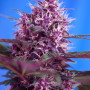 Cannabis seeds RED POISON AUTO® from Sweet Seeds