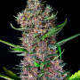 Cannabis seeds RED POISON AUTO® from Sweet Seeds
