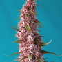 Cannabis seeds RED PURE AUTO CBD® from Sweet Seeds