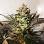 Cannabis seed variety Royal Highness Feminised Silver