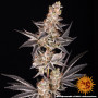 Семена конопли Tropicana Cherry от Barney's Farm