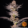 Семена конопли Tropicana Cherry от Barney's Farm