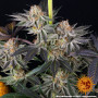 Семена конопли Tropicana Cherry от Barney's Farm