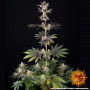 Семена конопли RS11 x Banana OG от Barney's Farm