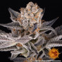 Семена конопли Tropicana Cherry от Barney's Farm
