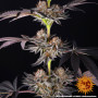 Семена конопли Tropicana Cherry от Barney's Farm