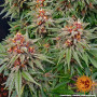 Cannabis seeds RUNTZ AUTO from Barney's Farm