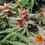 Cannabis seeds RUNTZ AUTO from Barney's Farm