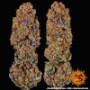 Семена конопли Runtz x Layer Cake от Barney's Farm