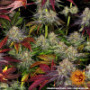 Семена конопли Runtz x Layer Cake от Barney's Farm