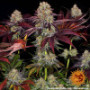 Семена конопли Runtz x Layer Cake от Barney's Farm