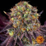 Семена конопли Runtz x Layer Cake от Barney's Farm