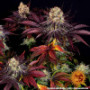 Семена конопли Runtz x Layer Cake от Barney's Farm