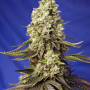 Cannabis seeds RUNTZ XL AUTO® from Sweet Seeds