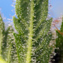 Cannabis seeds SKYWALKER OG RUNTZ XL AUTO® from Sweet Seeds