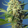 Cannabis seeds S.A.D. SWEET AFGANI DELICIOUS AUTO® from Sweet Seeds