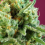 Cannabis seeds S.A.D. SWEET AFGANI DELICIOUS CBD® from Sweet Seeds