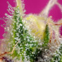 Cannabis seeds S.A.D. SWEET AFGANI DELICIOUS CBD® from Sweet Seeds