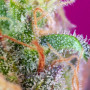 Cannabis seeds S.A.D. SWEET AFGANI DELICIOUS ® from Sweet Seeds