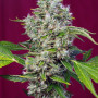 Cannabis seeds SAN FERNANDO LEMON KUSH® from Sweet Seeds
