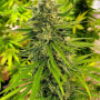 Cannabis seed variety Mataro Blue