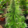 Cannabis seed variety Mataro Blue