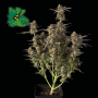 Сорт семян каннабиса Auto Green Crack