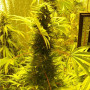 Cannabis seed variety Auto Demolisher Feminised Gold