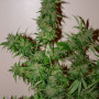 Cannabis seed variety Auto White Russian Feminised