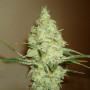 Cannabis seed variety Auto White Russian Feminised