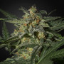 Cannabis seed variety Auto White Russian Feminised