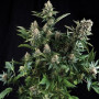 Cannabis seed variety Auto White Widow Feminised Gold