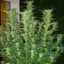 Cannabis seed variety Auto White Widow Feminised Gold