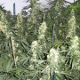 Cannabis seed variety White Russian Feminised