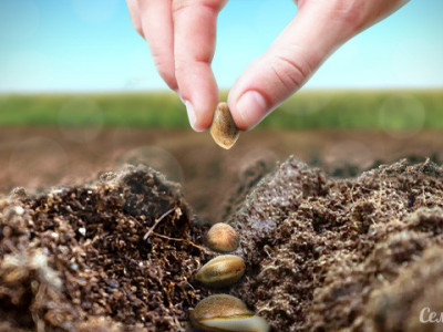 Если в процессе грова получились семена, можно ли их сажать