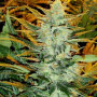 Cannabis seed variety Auto Blueberry Fem