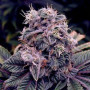 Cannabis seed variety Auto Blueberry Feminised Gold