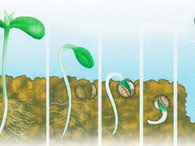Как правильно проращивать семена конопли